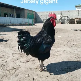Jersey gigant