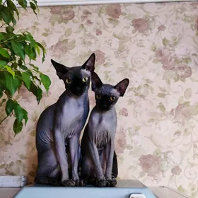 Сфинкс Кошка