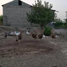 Owgan Induk Horaz