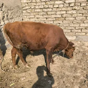 Öküz