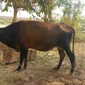sygyr tùwe