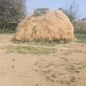 haşal ot