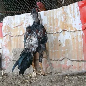 хораз гысаглы сатыляр