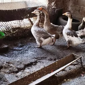 gazlar we bayets horaz