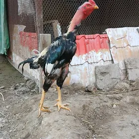 хораз гысаглы сатыляр