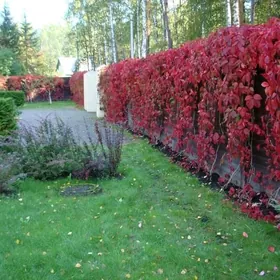 Девичьий виноград