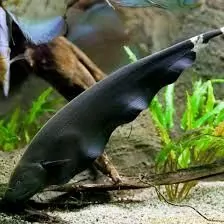 Черный принц