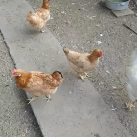 Куры несушки