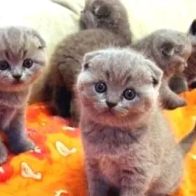 Шотландский Котята