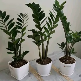 gul комнатные растения