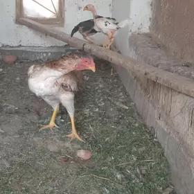 жуже