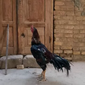 байсов хораз