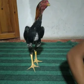ozbek  xoraz