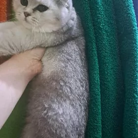 Шотландские котята мальчики