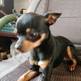 той терьер мини