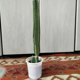 Кактус