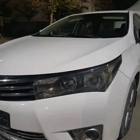 CAROLLA HALIJI FARA 14