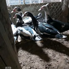 Ördek Indautga Horaz