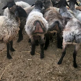 Işşek