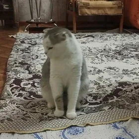 кошка
