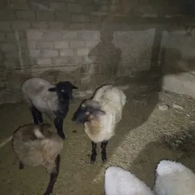Işşek goyun