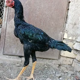 Paroda  HoraZ
