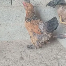 towuk horaz paroda