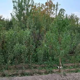 Badam nahel