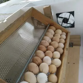 inkubator 60 yumurtgalyk