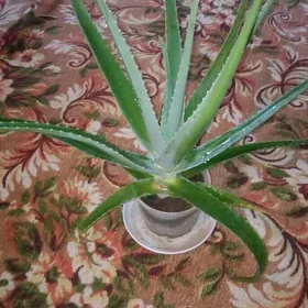 Aloe vera lecebni