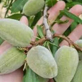 TURK NAHAL MINDAL