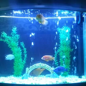 Akwarium 300 litr zawodskoy