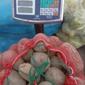 картошка  соган