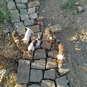 щенки гужуклер