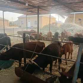 göleler ve sygyrlar