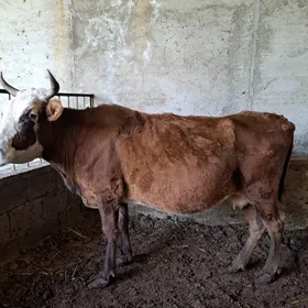 Сатлык Сыгыр сыгыр сементал