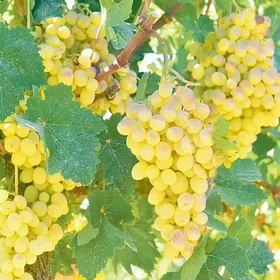 Satlyk Üzümçilik 1,5 gektar
