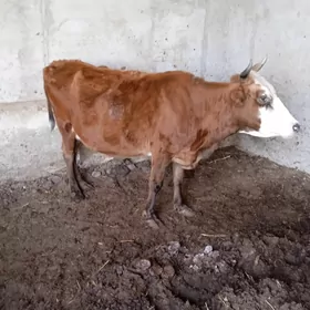 Светлые Сыгыр сыгвр тухум