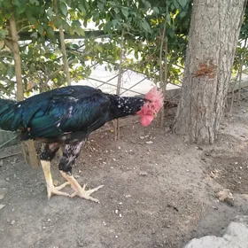 жерси товук пери