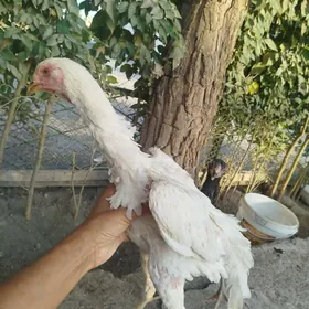 Шамо АК мэки