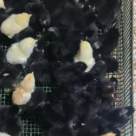 Jüje DOMINAND  D-959