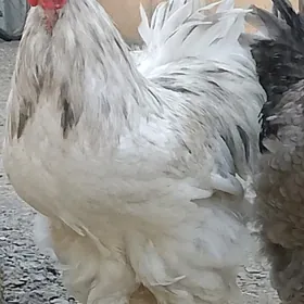 brama blu motled