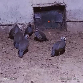 Maral käkilik eldeki