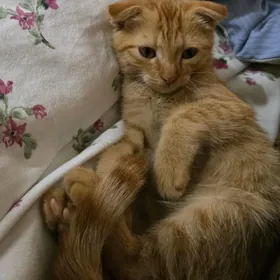 британский котёнок