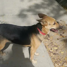 Немецкая овчарка в добрые руки