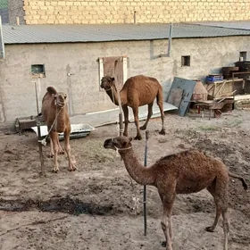 köstekli duye