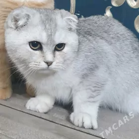 Шотландские котята