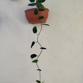 Эпипремнум Пиктус