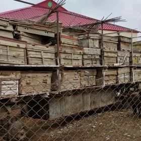 Тележка Ary Telejska saklanyan