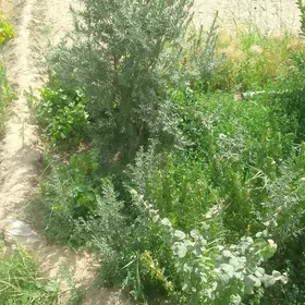 zeytin nahal